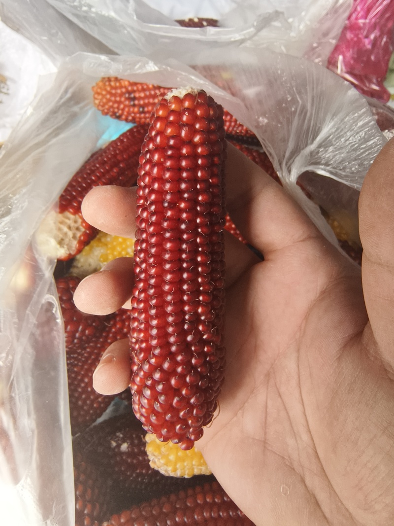 文玩玉米彩色玉米