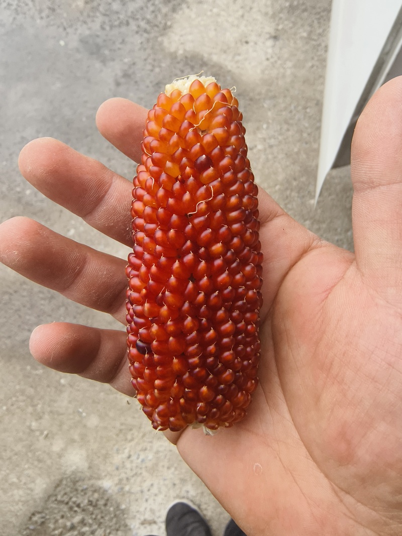 文玩玉米彩色玉米