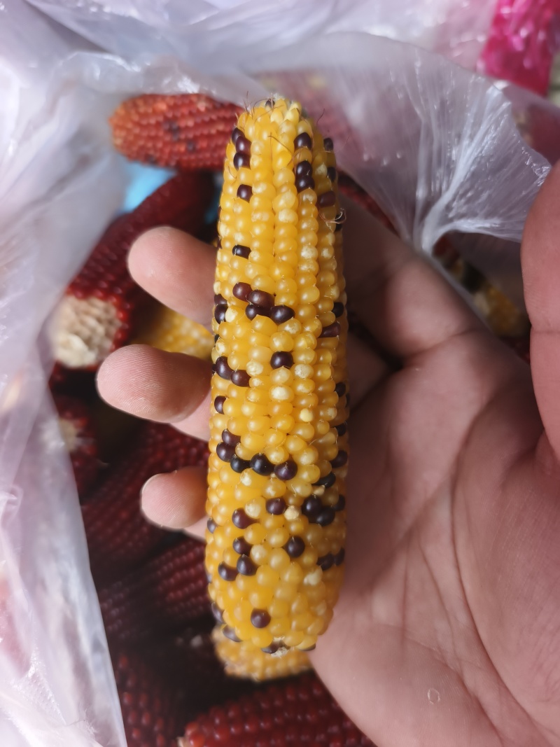 文玩玉米彩色玉米