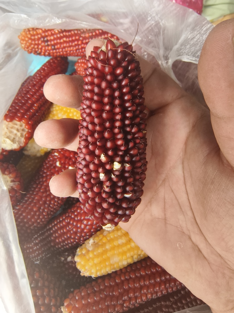 文玩玉米彩色玉米