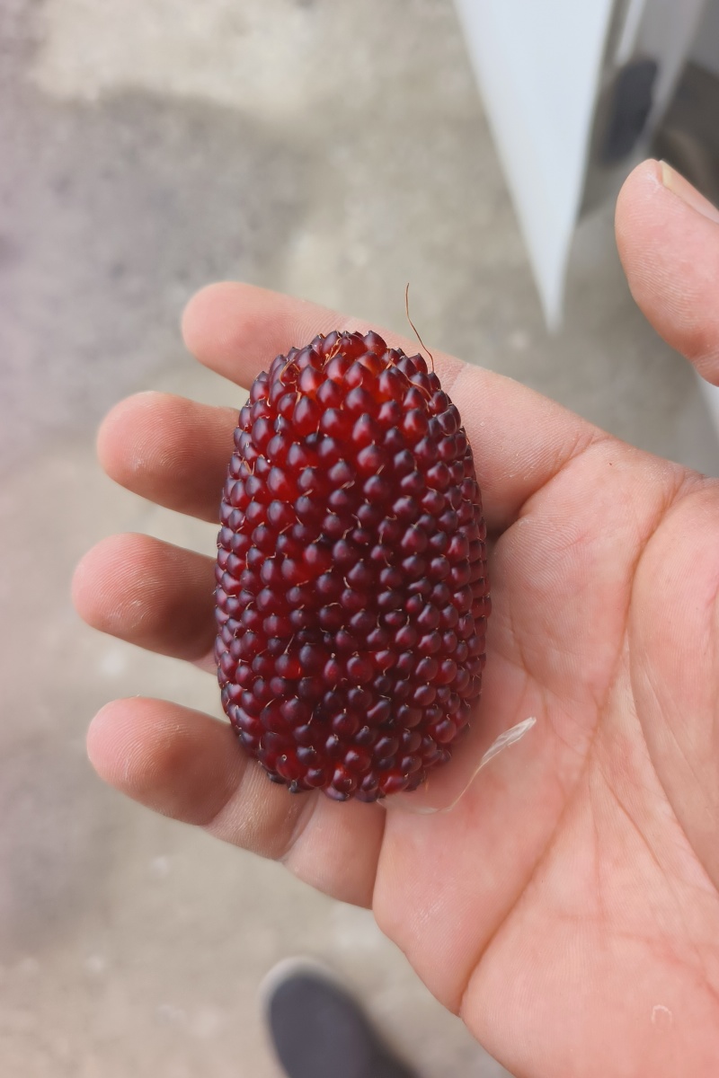 文玩玉米彩色玉米