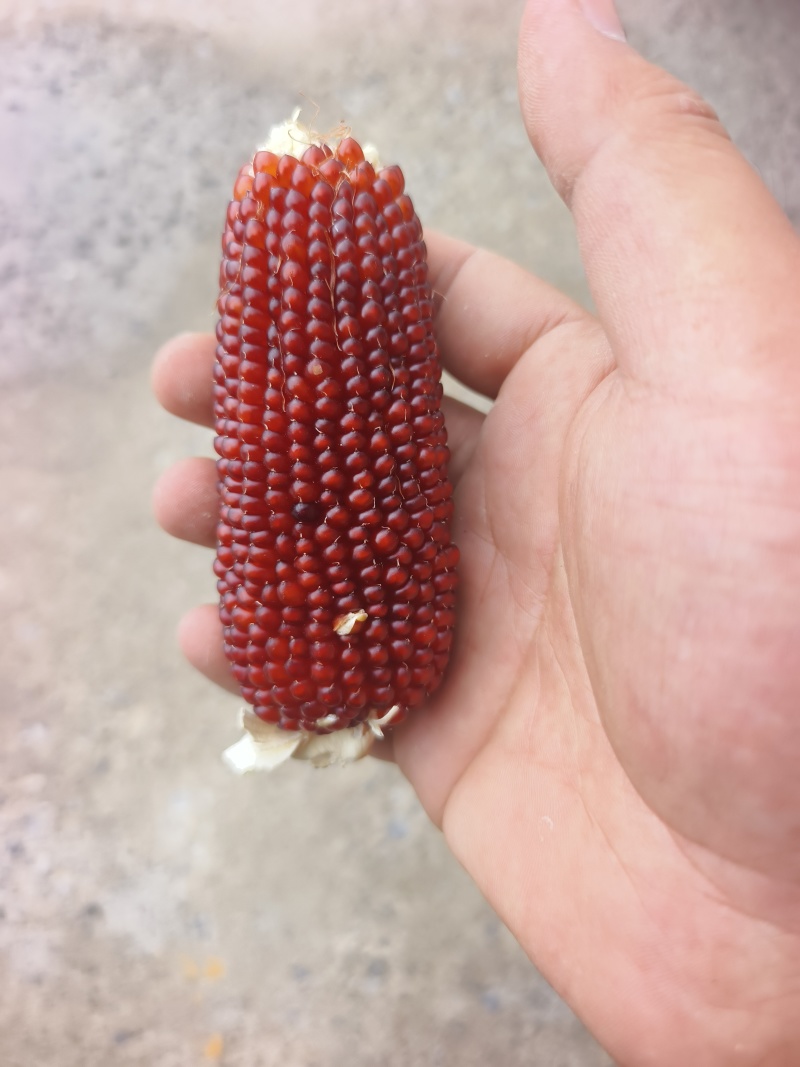 文玩玉米彩色玉米
