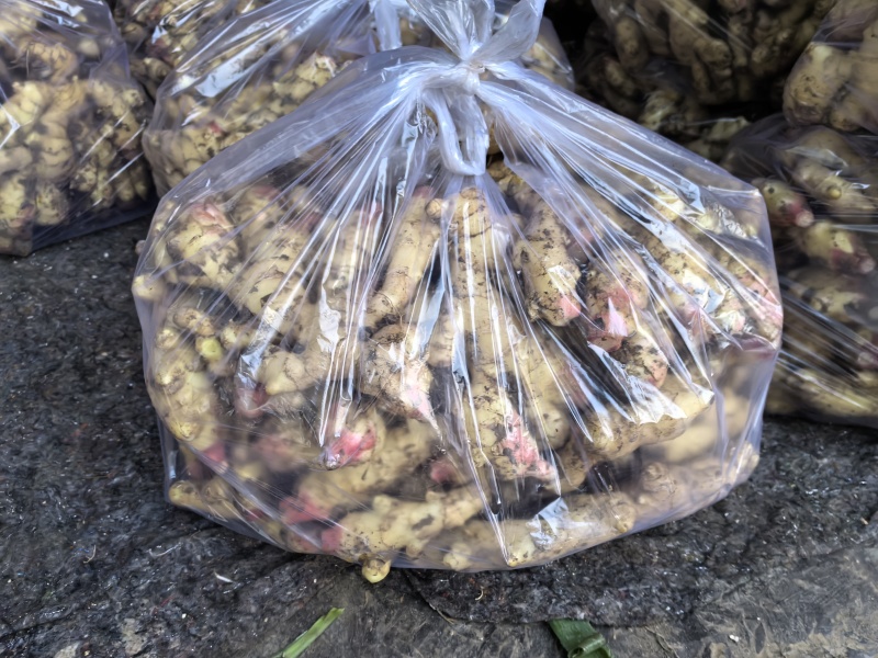 华州区精品生姜大量上市质量保证鲜姜现挖现卖支持视频看货