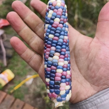 文玩玉米彩色玉米