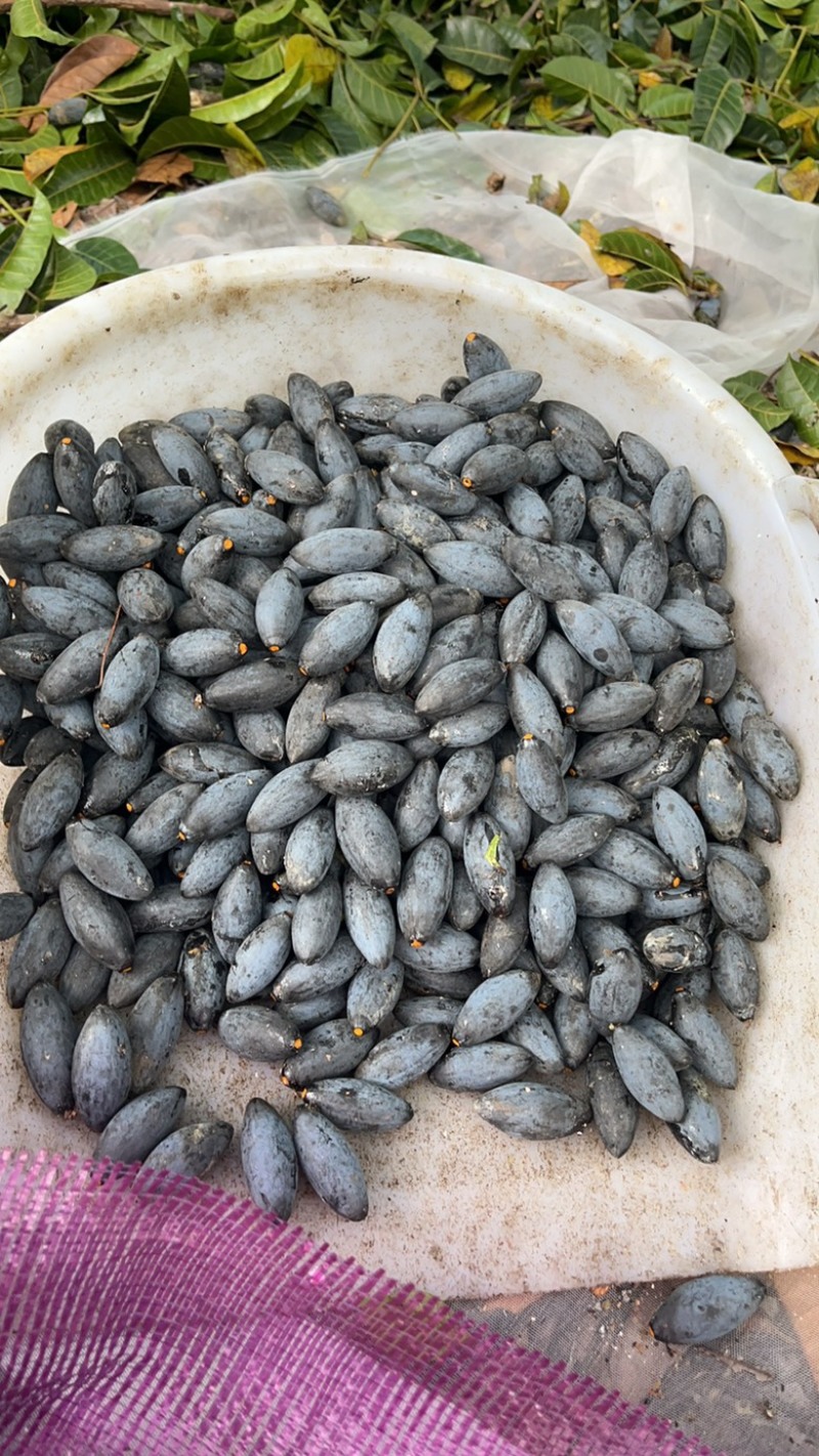 乌橄榄油榄