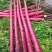 紫胡萝卜上市中供货量大价格合理进店咨询全国对接