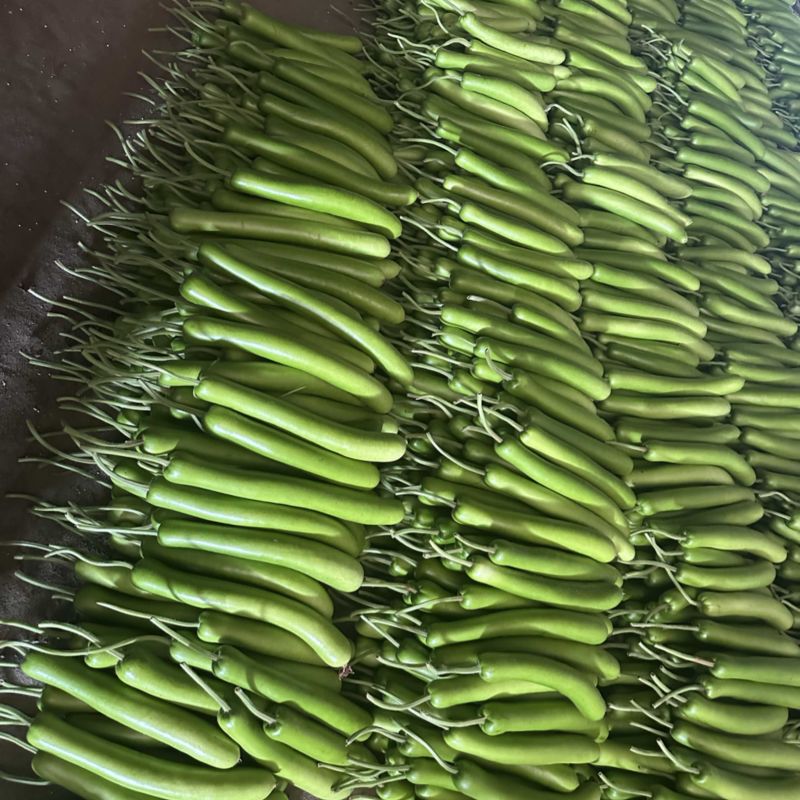 精品新开园瓠子上市联系