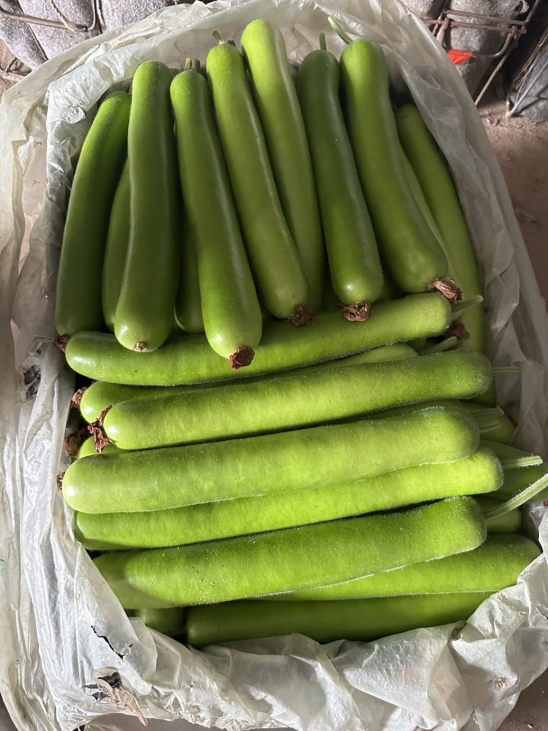 精品新开园瓠子上市联系
