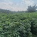 华南9号自营直销，欢迎选购！
