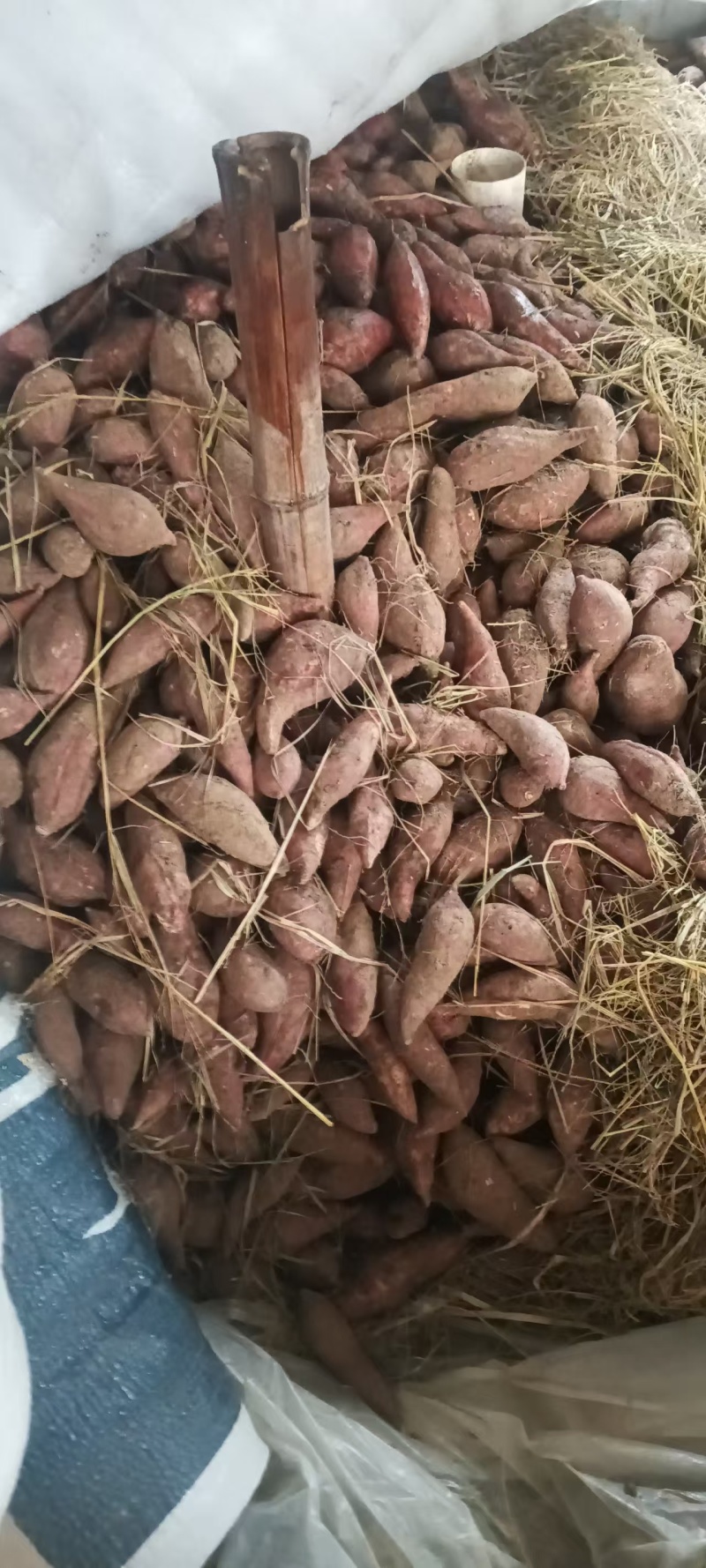 西瓜红红薯农家自产。