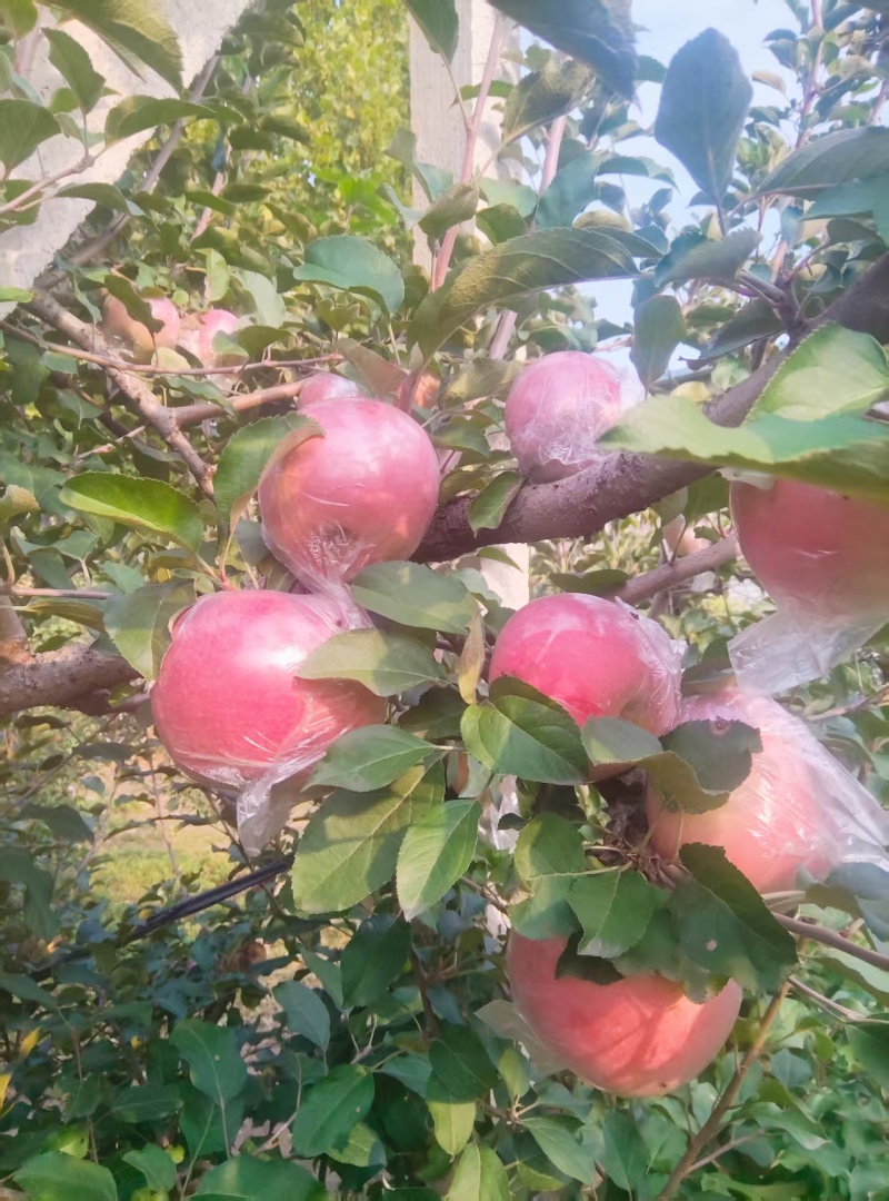 红富士苹果，长枝富士，短枝富士，膜袋红富士苹果上市中