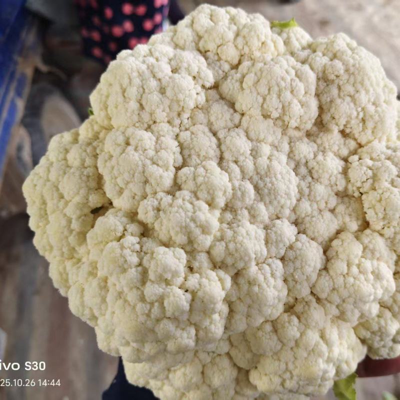 湖北花菜，紧花，实菜花，产地直发，对接大型加工厂
