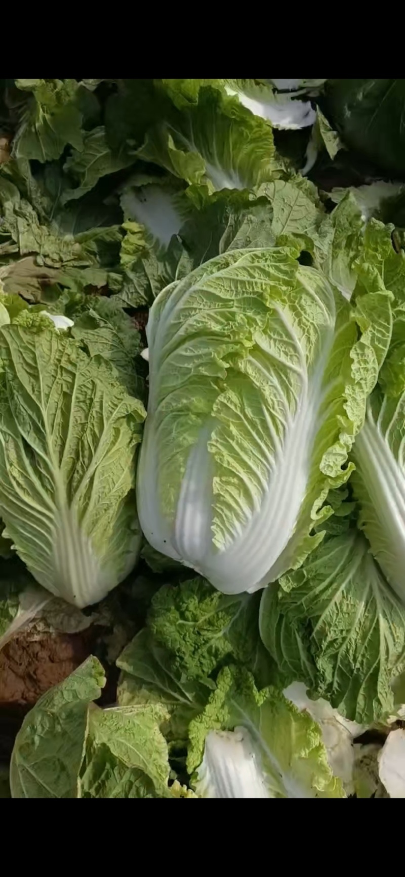 北京三号黄心白菜