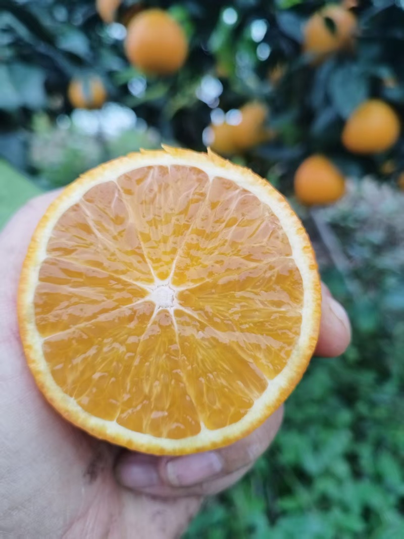 爱媛38