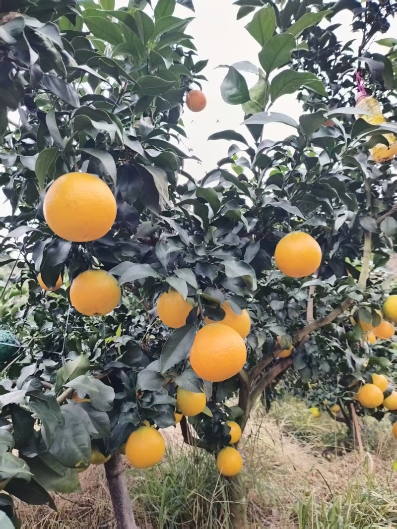 爱媛38