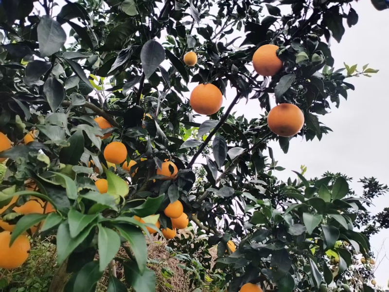 爱媛38