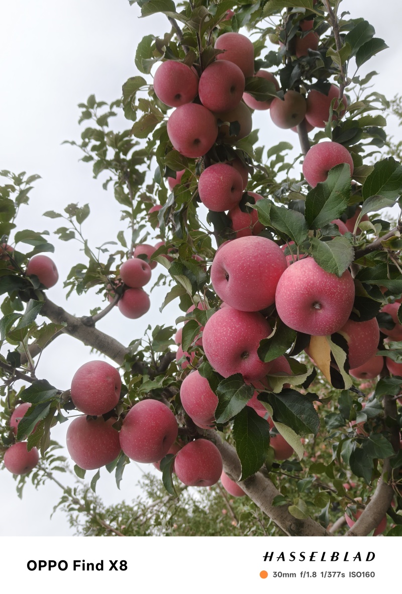 黑娃红富士