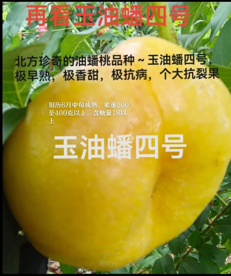 奶油蟠桃苗天外之星油蟠桃苗红肉油蟠桃苗油蟠6-21桃苗