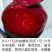 奶油蟠桃苗天外之星油蟠桃苗红肉油蟠桃苗油蟠6-21桃苗