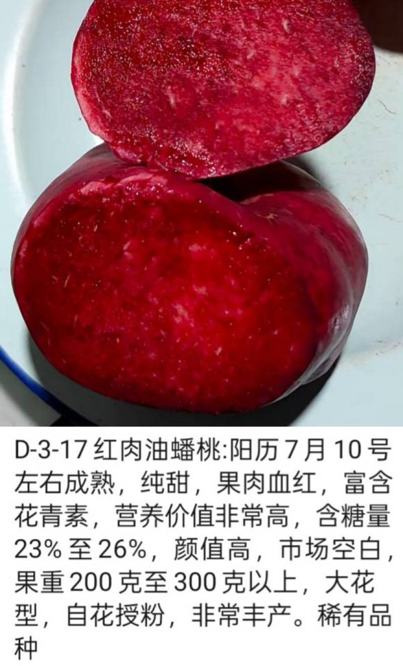 奶油蟠桃苗天外之星油蟠桃苗红肉油蟠桃苗油蟠6-21桃苗