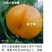 奶油蟠桃苗天外之星油蟠桃苗红肉油蟠桃苗油蟠6-21桃苗