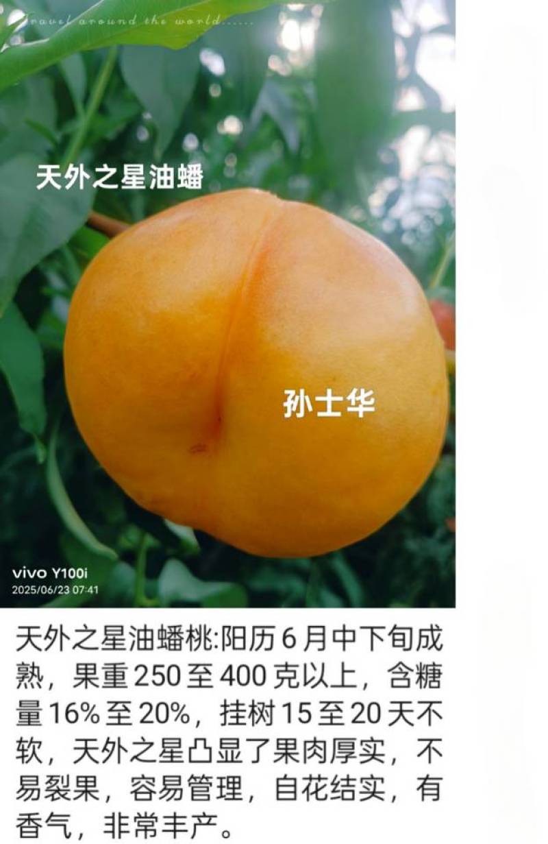 奶油蟠桃苗天外之星油蟠桃苗红肉油蟠桃苗油蟠6-21桃苗