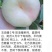 奶油蟠桃苗天外之星油蟠桃苗红肉油蟠桃苗油蟠6-21桃苗