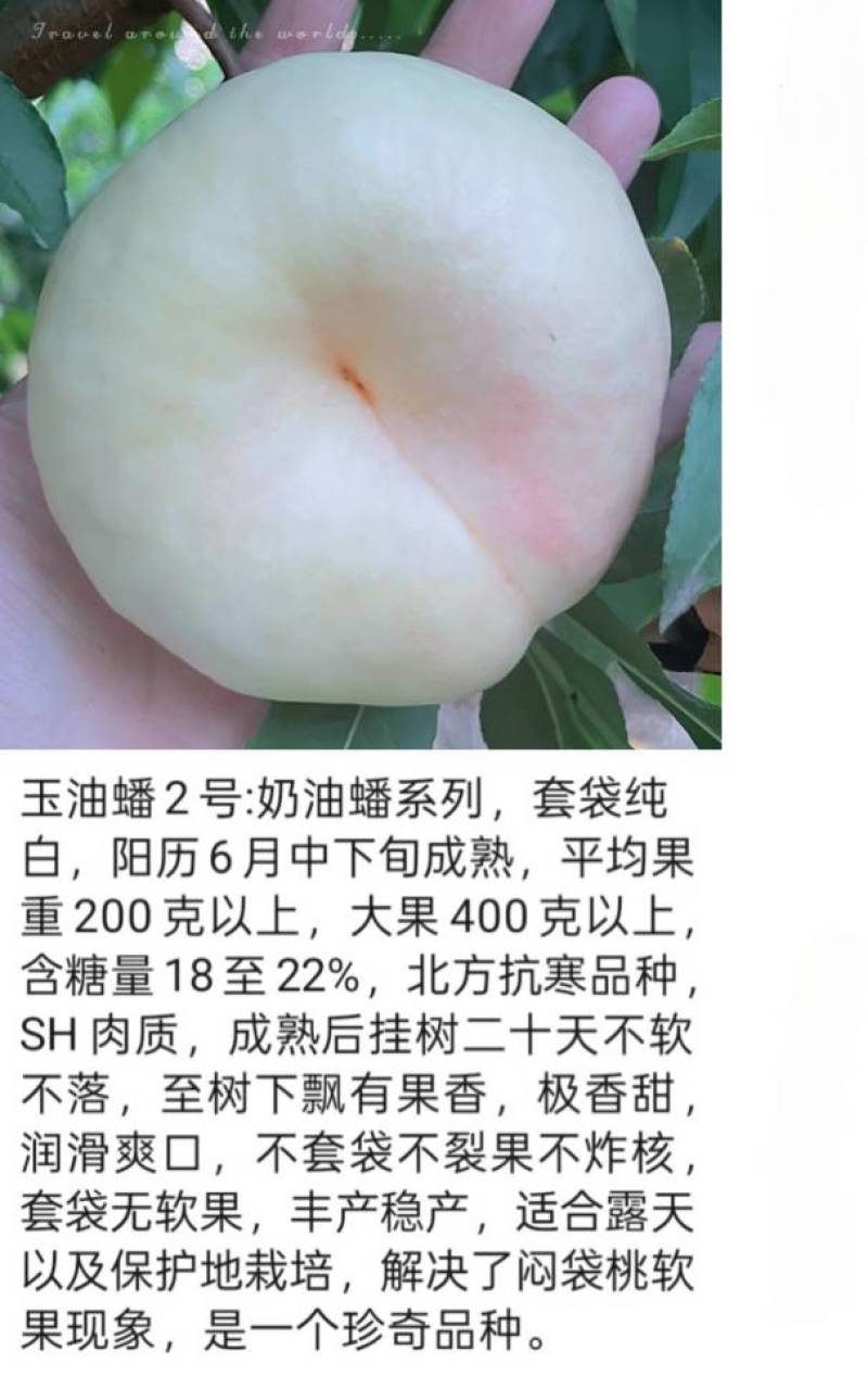 奶油蟠桃苗天外之星油蟠桃苗红肉油蟠桃苗油蟠6-21桃苗