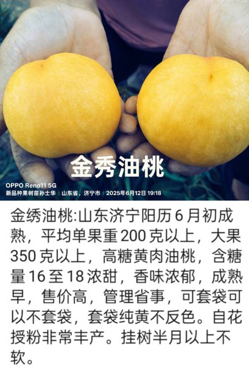 奶油蟠桃苗天外之星油蟠桃苗红肉油蟠桃苗油蟠6-21桃苗