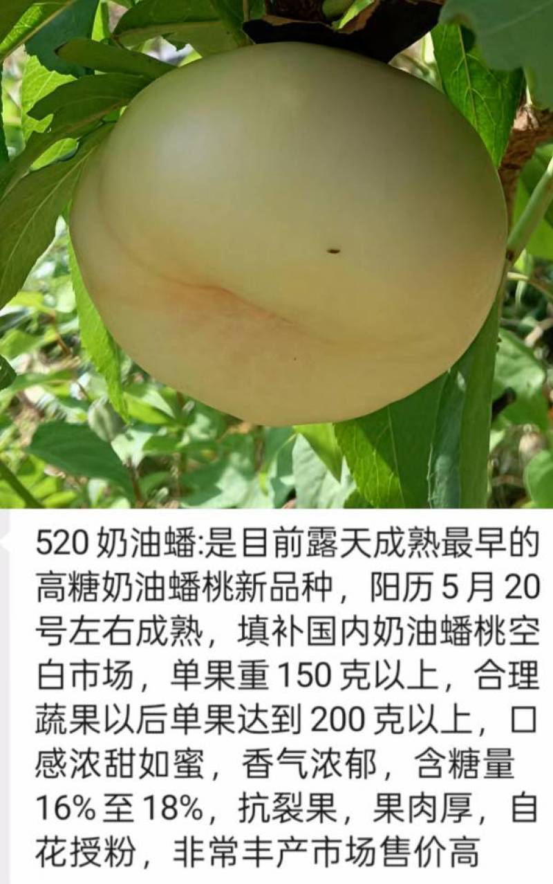 奶油蟠桃苗天外之星油蟠桃苗红肉油蟠桃苗油蟠6-21桃苗