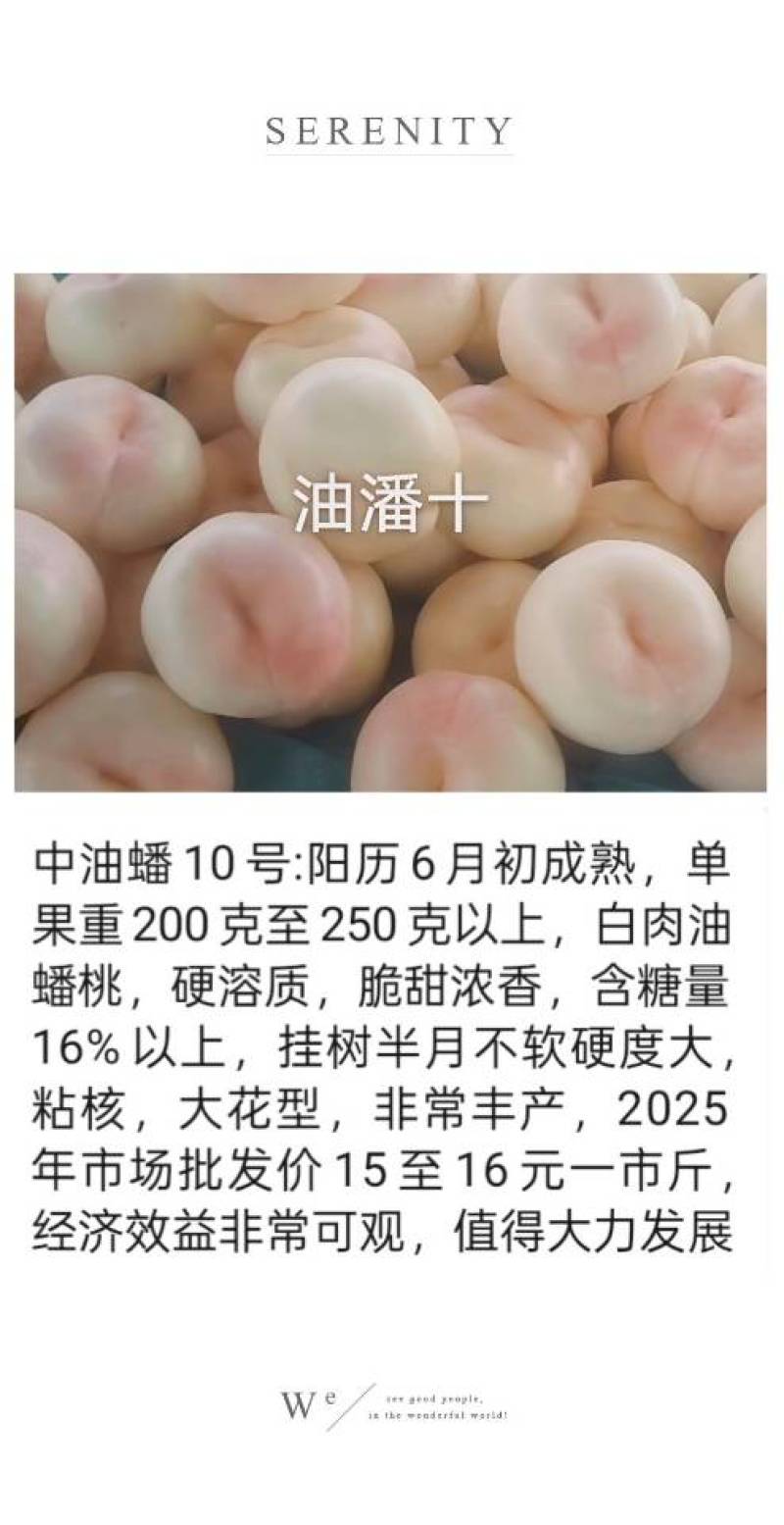 奶油蟠桃苗天外之星油蟠桃苗红肉油蟠桃苗油蟠6-21桃苗
