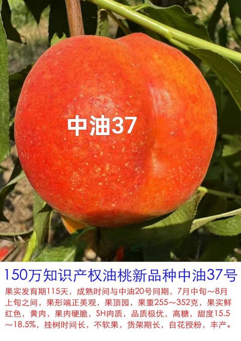 奶油蟠桃苗天外之星油蟠桃苗红肉油蟠桃苗油蟠6-21桃苗