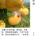 奶油蟠桃苗天外之星油蟠桃苗红肉油蟠桃苗油蟠6-21桃苗