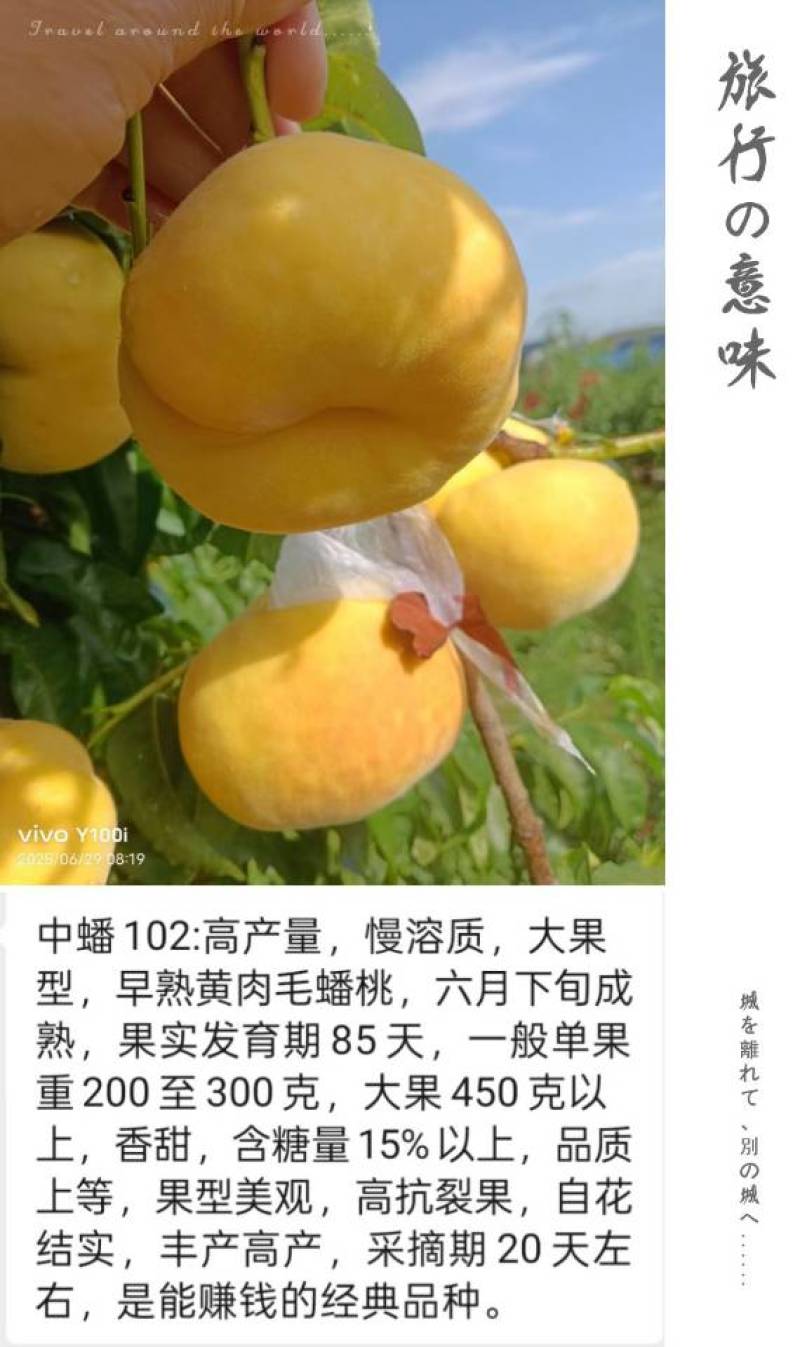 奶油蟠桃苗天外之星油蟠桃苗红肉油蟠桃苗油蟠6-21桃苗