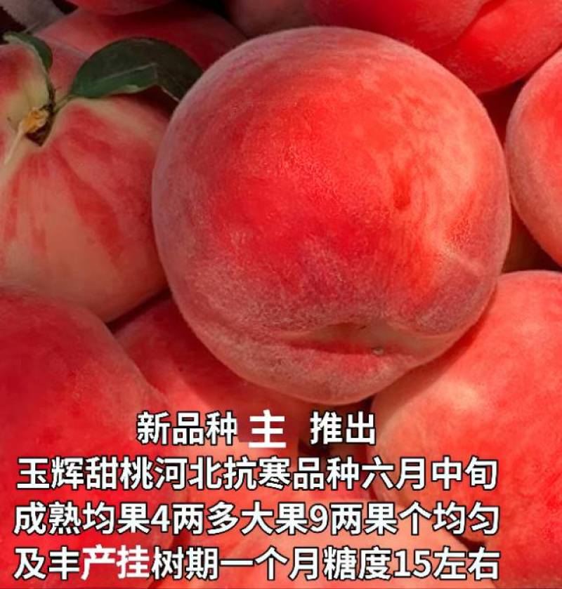 奶油蟠桃苗天外之星油蟠桃苗红肉油蟠桃苗油蟠6-21桃苗