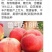 奶油蟠桃苗天外之星油蟠桃苗红肉油蟠桃苗油蟠6-21桃苗