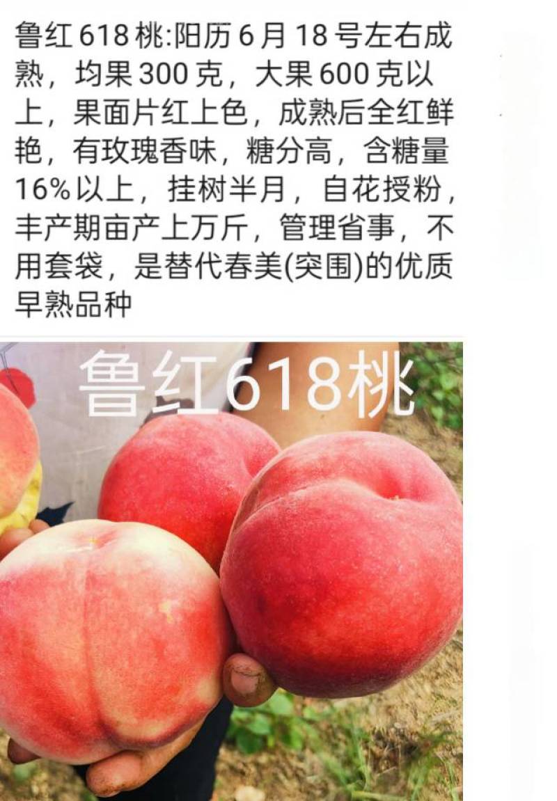奶油蟠桃苗天外之星油蟠桃苗红肉油蟠桃苗油蟠6-21桃苗