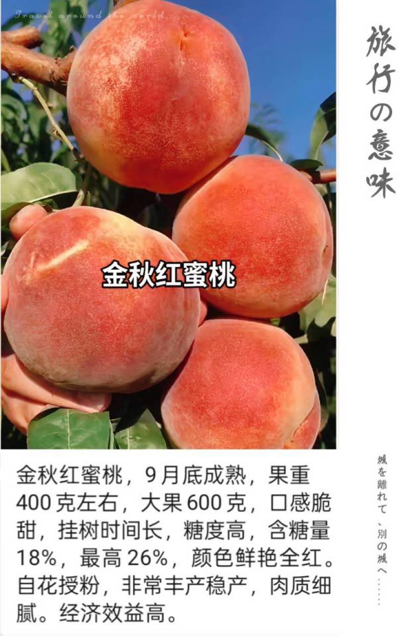 奶油蟠桃苗天外之星油蟠桃苗红肉油蟠桃苗油蟠6-21桃苗