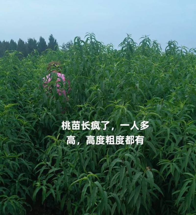 奶油蟠桃苗天外之星油蟠桃苗红肉油蟠桃苗油蟠6-21桃苗