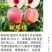 奶油蟠桃苗天外之星油蟠桃苗红肉油蟠桃苗油蟠6-21桃苗