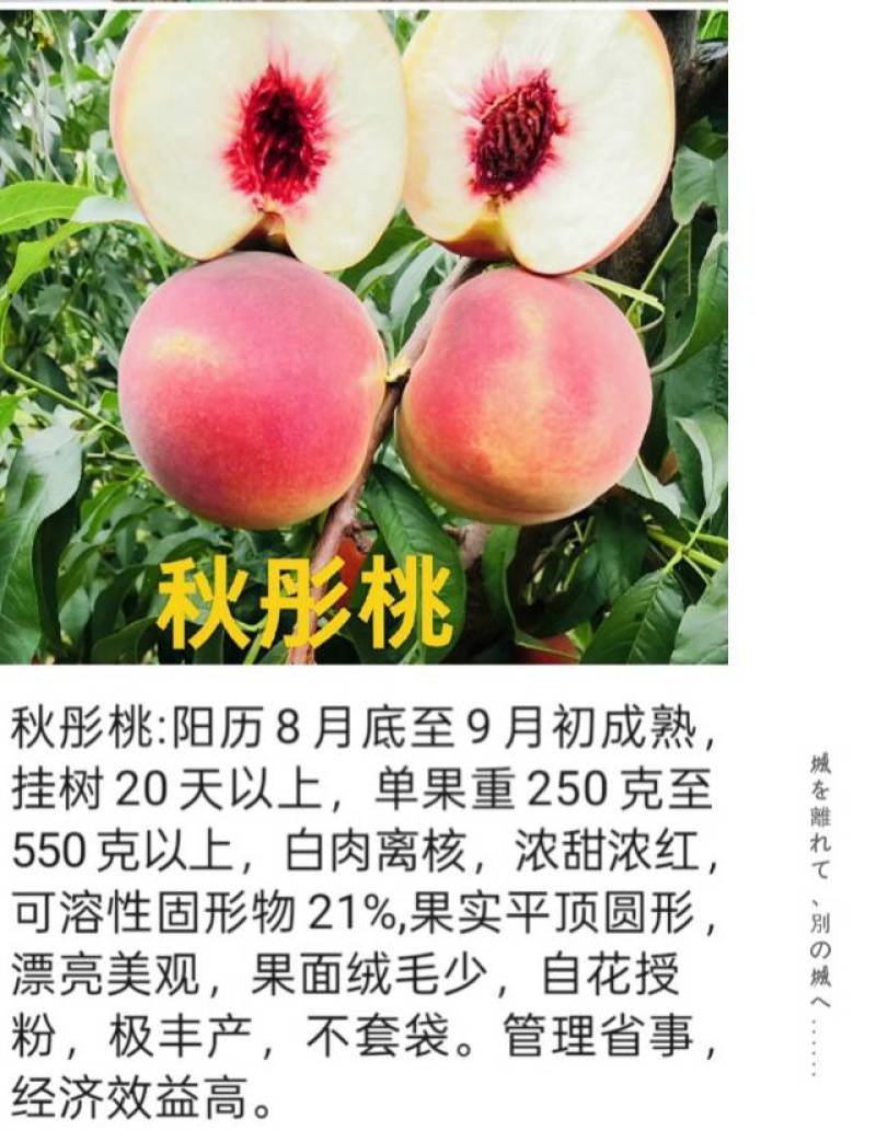 奶油蟠桃苗天外之星油蟠桃苗红肉油蟠桃苗油蟠6-21桃苗