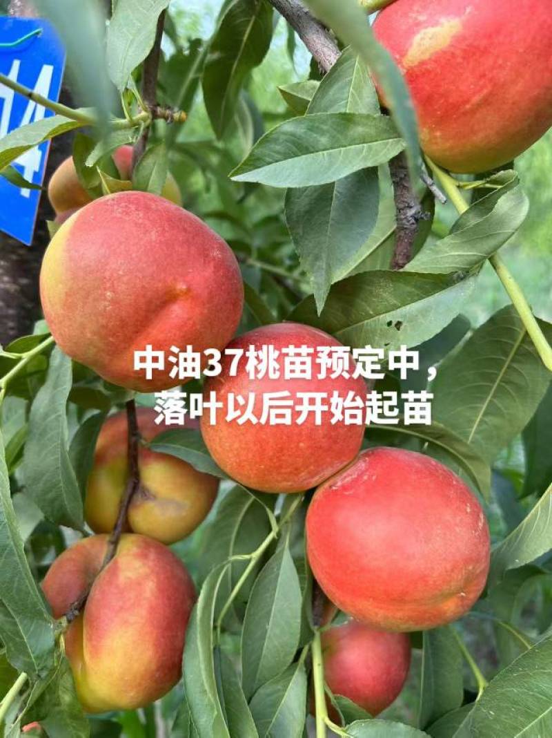 奶油蟠桃苗天外之星油蟠桃苗红肉油蟠桃苗油蟠6-21桃苗