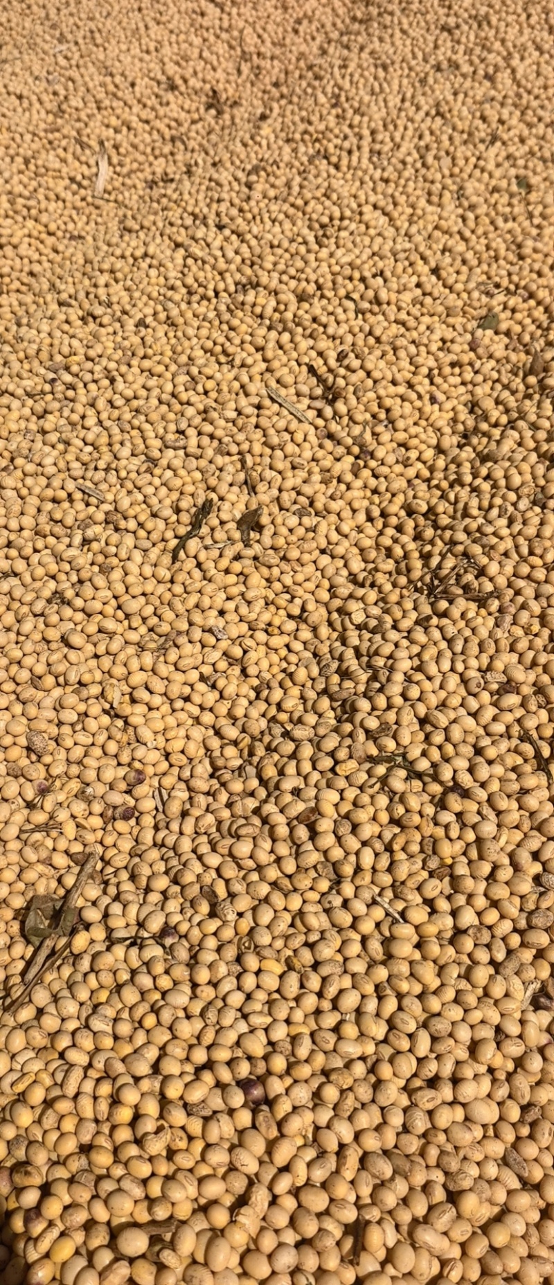 超高蛋白黄豆47含量，水溶蛋白38，含油17.2