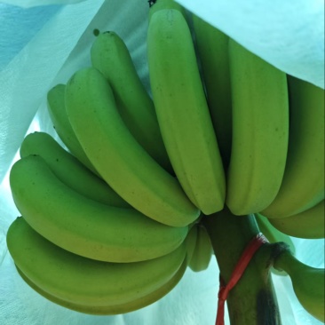 香蕉