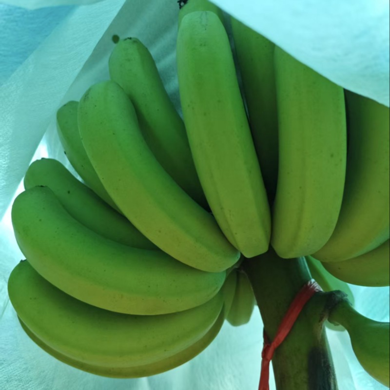 香蕉
