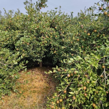 油茶鲜果