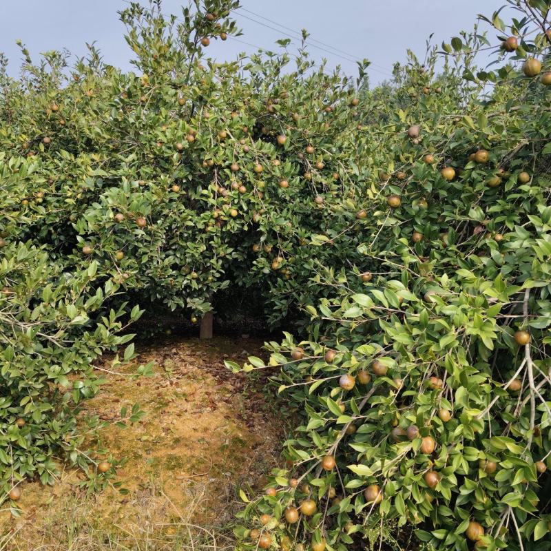 油茶鲜果