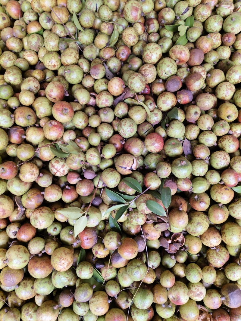 油茶鲜果