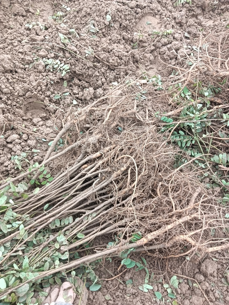 紫穗槐苗根系发达，易成活，荒山绿化护坡/对接全国采购商