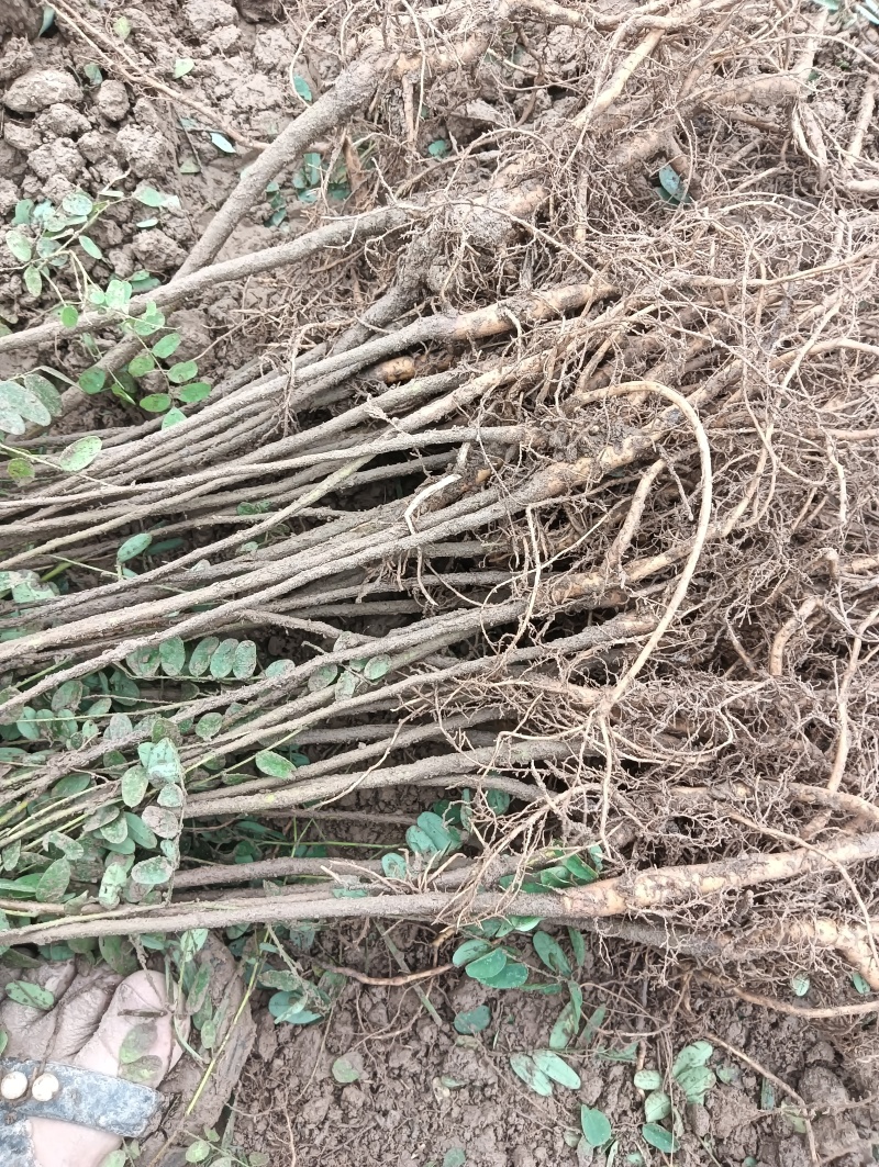 紫穗槐苗根系发达，易成活，荒山绿化护坡/对接全国采购商